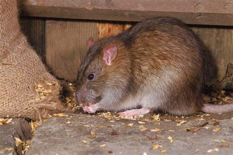 Can rats sense human fear?